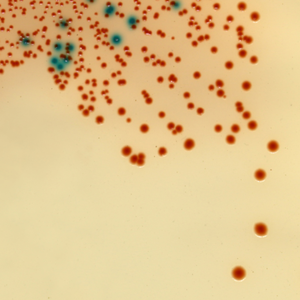 CHROMagar™ StrepA Chromogenic Medium