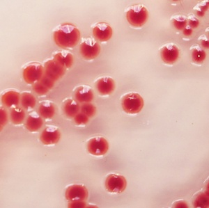 CHROMagar™ Acinetobacter Supplement