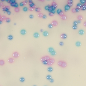 CHROMagar™ Streptococcus, for 5L medium