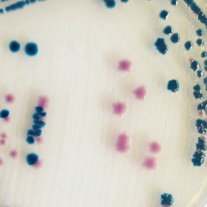 CHROMagar™ Y. enterocolitica, for 5L medium