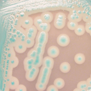 CHROMagar™ B. cereus, for 5L of Liquid Medium