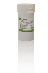 Gibco™ Collagenase, Type I, powder from Clostridium histolyticum