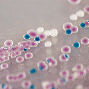 CHROMagar™ Vibrio