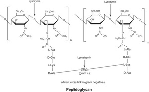 Appolo Sci. Chicken egg white lysozyme