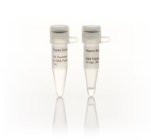 Thermo Scientific™ DNA Polymerase I (10 U/μL)