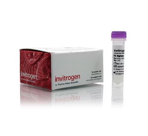 Invitrogen™ Digitonin (5%), 1mL