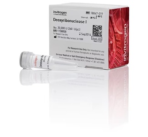 Invitrogen™ DNase I, 20,000 U (50 to 375 U/μL)