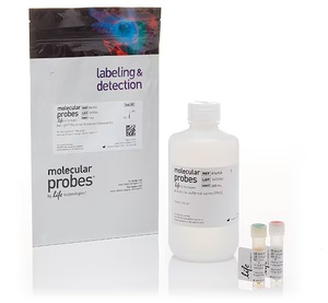 Invitrogen™ BacLight™ Bacterial Membrane Potential Kit