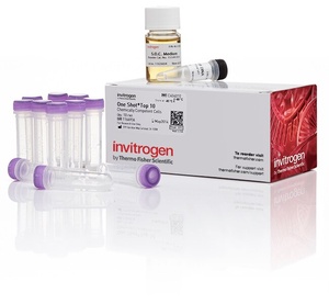 Invitrogen™ One Shot™ TOP10 Chemically Competent E. coli Cells