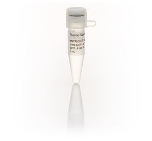 Thermo Scientific™ dNTP/dUTP Mix, 2 mM, 1mL