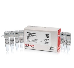 Invitrogen™ Second Strand cDNA Synthesis Kit