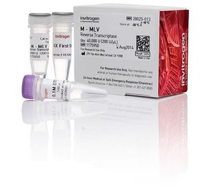 Invitrogen™ M-MLV Reverse Transcriptase (200 U/μL)