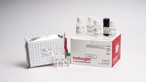 Invitrogen™ Human Cortisol Rapid ELISA Kit, 96 Tests