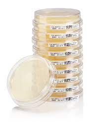 Thermo Scientific™ Oxoid™ Sabouraud Dextrose Agar with Chloramphenicol, 90mm Plates