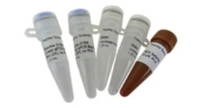 Thermo Scientific™ Maxima Probe qPCR Master Mix (2X), with separate ROX vial