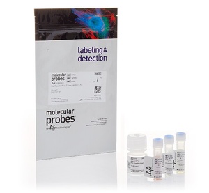 Invitrogen™ FluoReporter™ lacZ Flow Cytometry Kit
