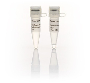 Thermo Scientific™ Endonuclease IV, E.coli (2 U/μL), 100 Units