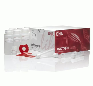 Invitrogen™ PureLink™ HiPure Plasmid Midiprep Kit