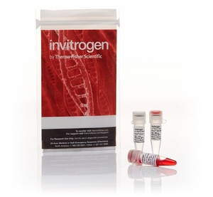 Invitrogen™ Anza™ 14 SalI