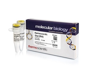 Thermo Scientific™ EheI (SfoI) (10 U/μL), 500 units