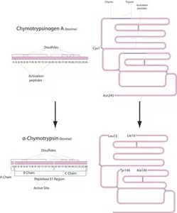 MCE Chymotrypsin, TLCK-treated