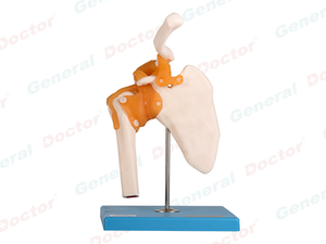 GD Functional Joint with Ligaments Model