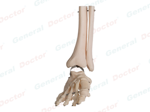 GD Bones of Foot Model 