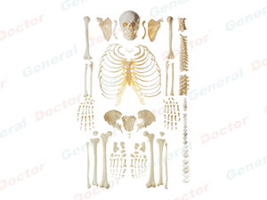 GD Scattered Bones Model of Human Skeleton 