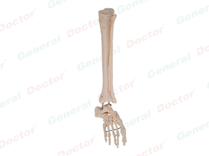 GD Foot, Fibula and Tibia Model