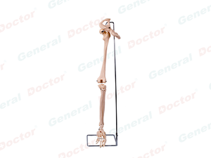 GD Bones of Lower Limb with Hip Bone 
