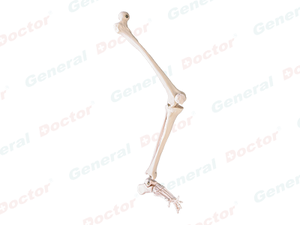 GD Bones of Lower Limb Model