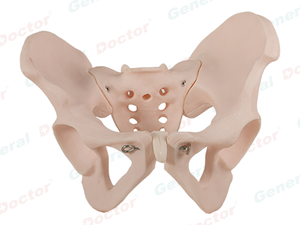 GD Female Pelvis Model 