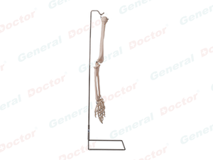 GD Arm Bone Model 