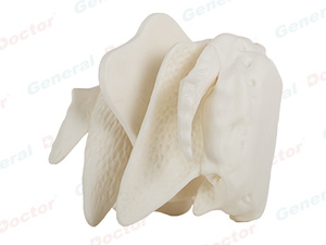GD Amplified Ethmoid Bone Model