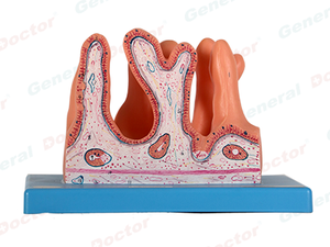 GD Internal Surface of Jejunum Model