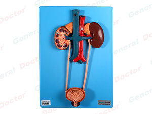 GD Urinary System Model