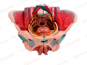 GD Female Pelvis Model with Reproductive Organs, Blood Vessels, Nerves and Pelvic Muscle Attachment Sites 