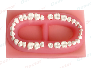GD Set of Teeth of an Adult Model