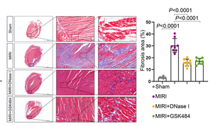 MCE DNase I, from Bovine Pancreas