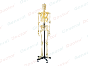 GD Artificial Human Skeletal System