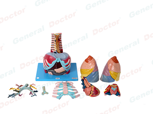 GD Thoracic Cavity Model 
