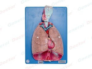 GD Larynx, Heart and Lung Model