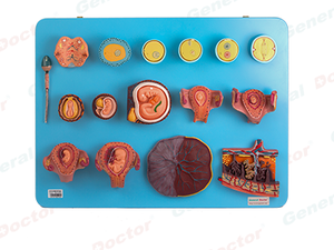 GD Human Fertilization and Early Embryology Model