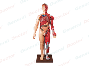 GD Human Body Muscles with Internal Organs