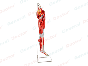 GD Muscles of Leg with Main Vessels and Nerves Model