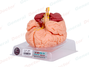GD Human Brain Model – 8 Parts