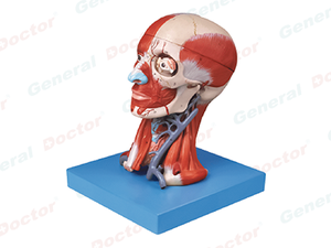 GD Head with Muscles Model