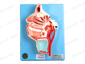 GD Mouth, Nose, Pharynx and Larynx with Vessels and Nerve Model 