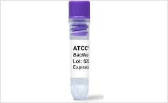 ATCC 9029 ™ Aspergillus niger van Tieghem  