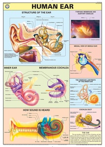 Chart Of Human Ear